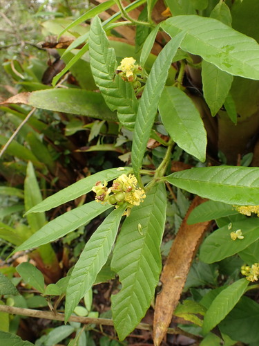 Davilla rugosa (Davilla rugosa)