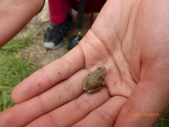 Gastrotheca marsupiata