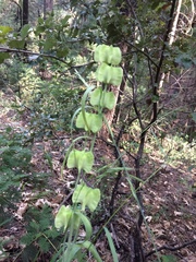 Fritillaria micrantha