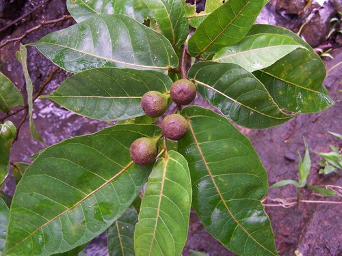 Ficus uniauriculata observed 2016-05-14