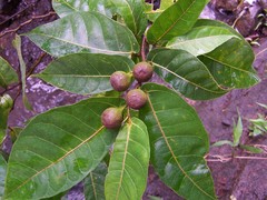 Ficus uniauriculata