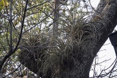 Tillandsia
