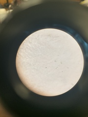 Desmodesmus communis