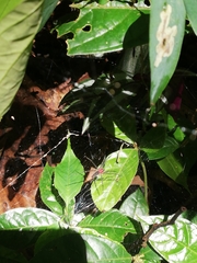 Aglaoctenus castaneus