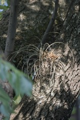 Tillandsia fasciculata