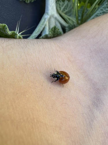 iNaturalist observation photo of California Lady Beetle