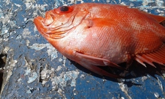 Pristigenys serrula