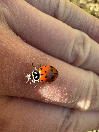 iNaturalist observation photo of Convergent Lady Beetle