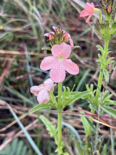 Giant Mealie Witchweed (Striga forbesii)