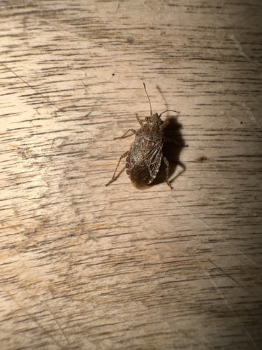 iNaturalist observation photo of Arhyssus