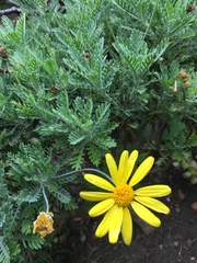 Euryops pectinatus