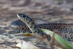 Almaden Ground Snake photo 1