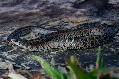 Almaden Ground Snake