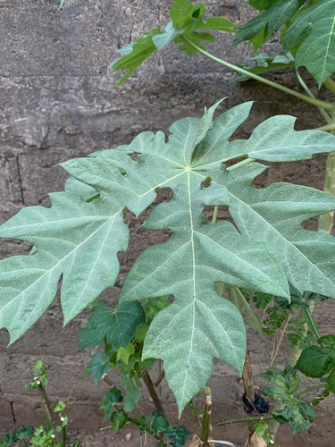 Papaya