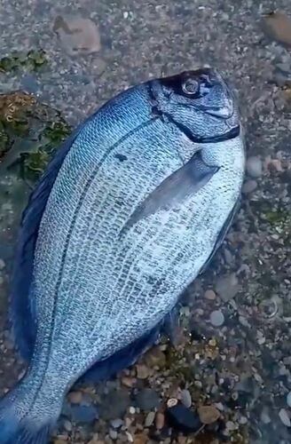 Black Seabream, Ain Benian, DZ-AL, DZ, photo 10 of 10