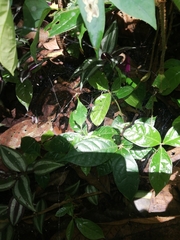 Aglaoctenus castaneus