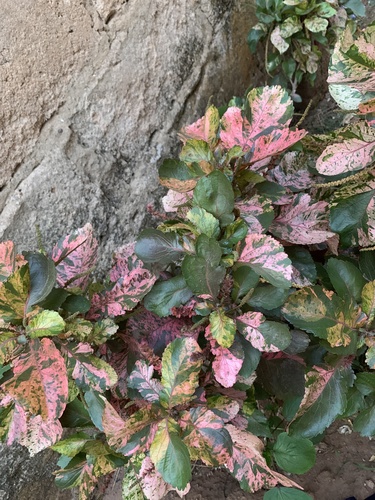Copperleaf