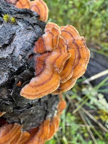 iNaturalist observation photo of hairy curtain crust