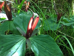 Trillium kurabayashii