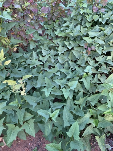 sweet potato