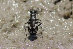Cicindela willistoni echo