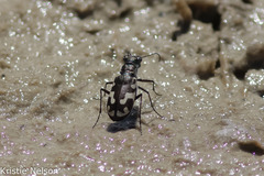 Cicindela willistoni echo