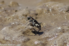 Cicindela willistoni echo