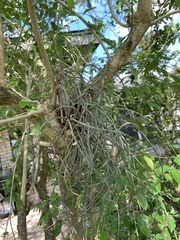 Tillandsia baileyi