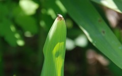 Dimorphopterus pallipes