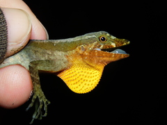 Granular Anole photo 4