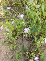 Hydrophylloideae