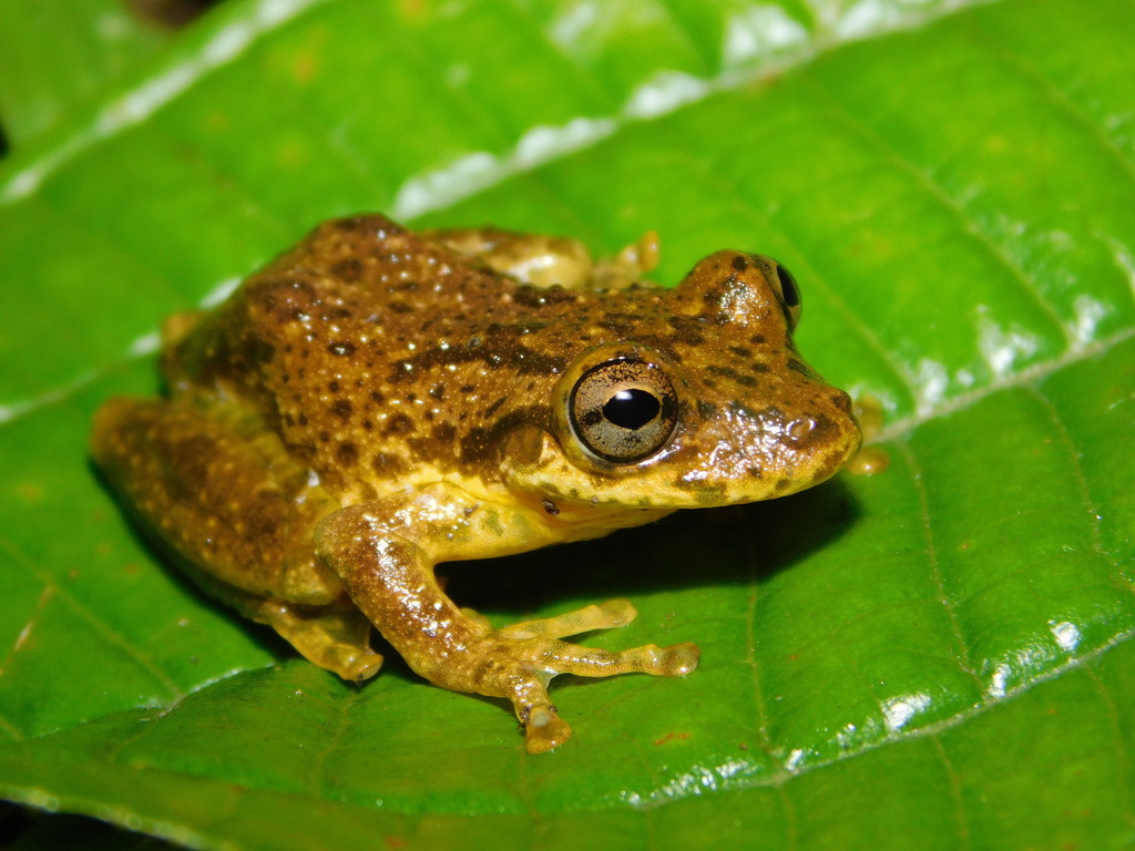 Cabra Treefrog