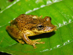 Cabra Treefrog photo 1