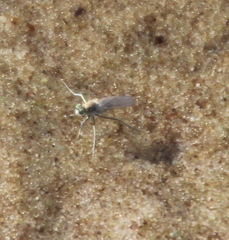 Hydrophorus praecox