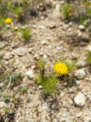 Thelesperma longipes