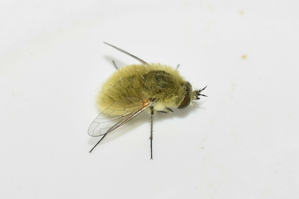 Bombylisoma flavibarbum