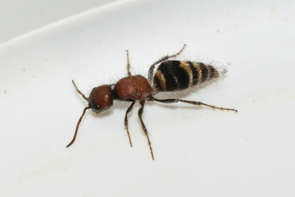Platymyrmilla quinquefasciata