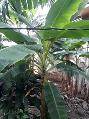 Musa acuminata