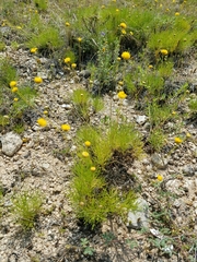 Thelesperma longipes