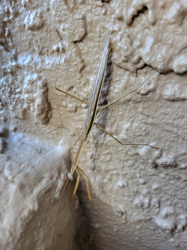 Purple-winged Mantis photo 6