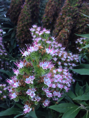 Echium candicans