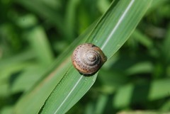 Acusta