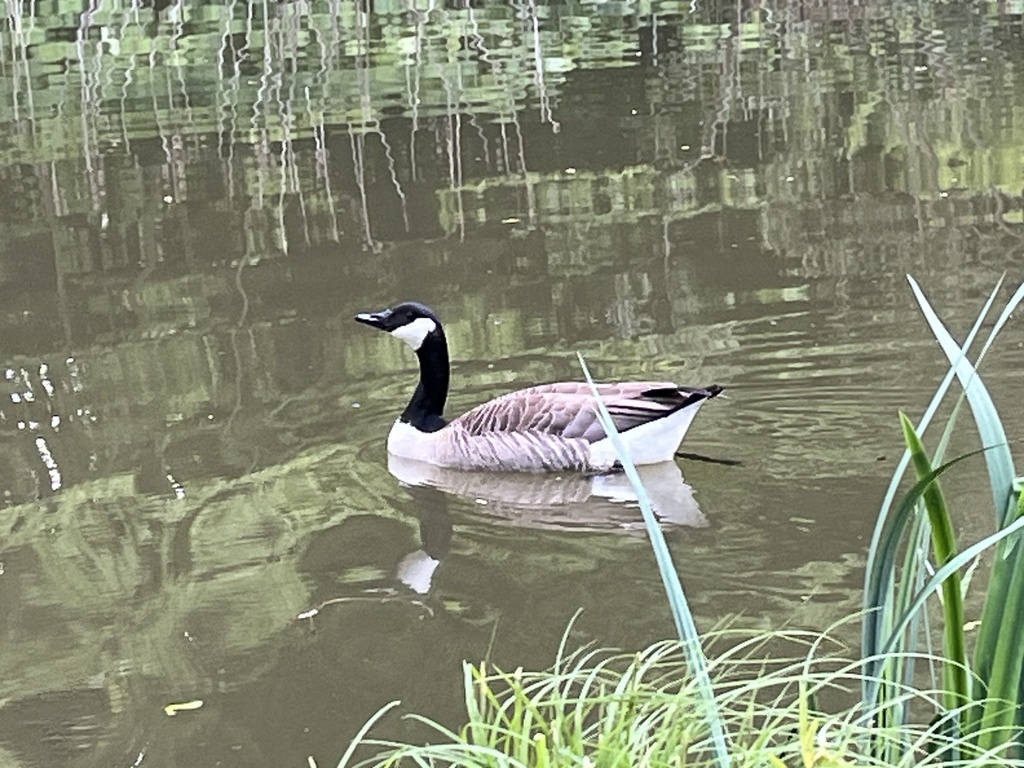 Canada Goose from Botanische Gärten der Rheinischen FriedrichWilhelms