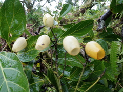 Hernandia moerenhoutiana