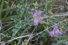 Astragalus shortianus