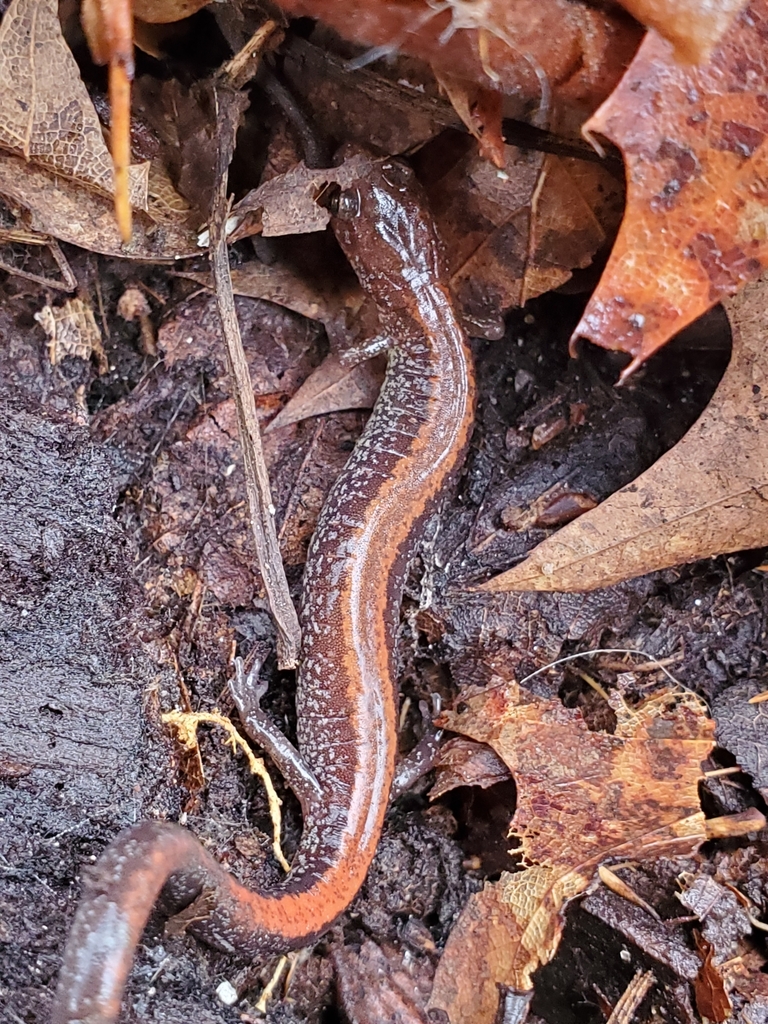 Eastern Redbacked Salamander from Finlayson Township, MN, USA on April