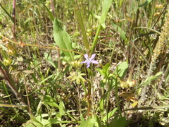Triodanis biflora