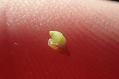 Rhynchospora rariflora