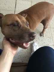 Canis familiaris