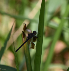 Erythrodiplax umbrata
